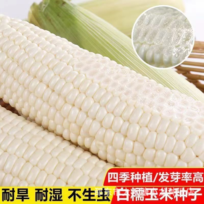白甜糯玉米种子高产四季播白糯玉米非转基因农家超甜加糯玉米种子