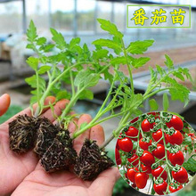 番茄苗秧春季秋季菜苗蔬菜苗西红柿番茄圣女果苗种苗阳台盆栽四季