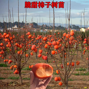 Grafted Crisp Sweet Persimmon Tree Fruit Seedlings Potted Ground Planting North and South Extra Large Courtyard Fruit Tree Fire Crystal Persimmon Seedlings