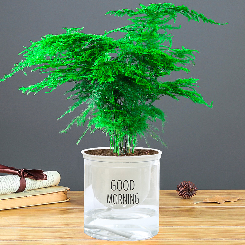 북유럽 흡수성 화분 [중형 화분 아스파라거스] 뿌리 파우더 포함