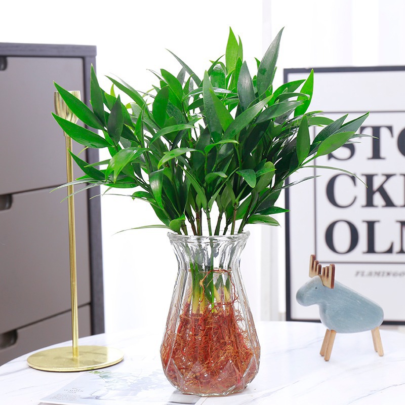 모기퇴치대나무, 편백나무 10개 + [투명다이아몬드병] + 크리스탈머드 + 영양액