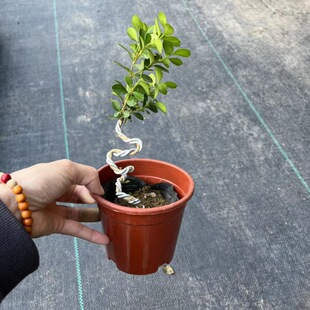 ����ֱ�N110#��֦���ʹ��~�S����Ȥζ������B�^�~���ԾGֲ