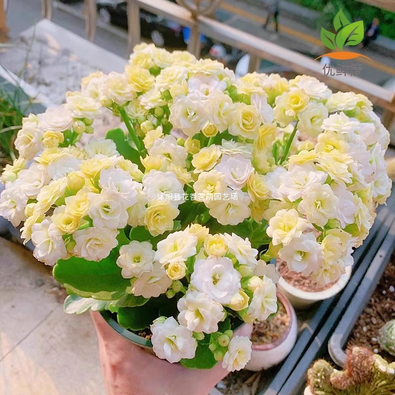 长寿花种孑人面桃花稀有品种长寿花重瓣大花混色种子四季开花丽娜