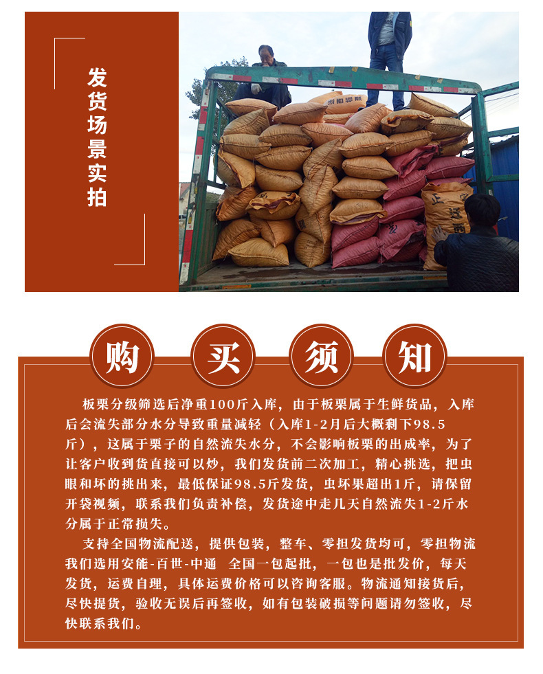 正宗迁西板栗,老树栗子河北迁西生鲜油栗批发,糖炒栗子香甜软糯板栗