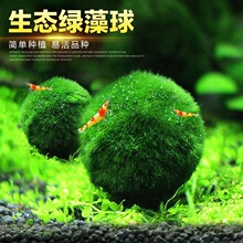 绿藻球生态瓶水生绿植创意迷你鱼缸水培植物养虾螃蟹水藻海藻球