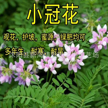 Маленькая Корона цветок семена легко жить цветок семена двор Высокая скорость холма пустоши склон защиты декоративных почв-фиксации семян цветов