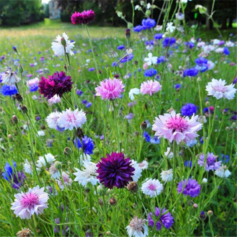 Semillas de flores, semillas de flores.