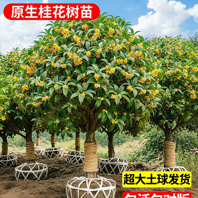 Osmanthus saplings, large trees, four-season osmanthus, old trees, garden golden osmanthus, August osmanthus, outdoor planting, villa ground planting, flowers and green plants Osmanthus saplings, large trees, four-season osmanthus, old trees, garden golden osmanthus, August osmanthus, outdoor planting, villa ground planting, flowers and green plants