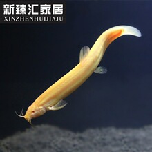 清鱼】_清鱼品牌/图片/价格_清鱼批发_阿里巴巴