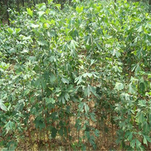 �y�Ә���׹�����ͥԺռ�ؾG����ľ�е�����~�y��С���ϱ����Nֲ