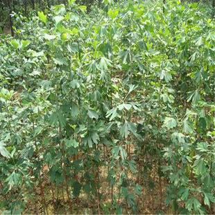 �y�Ә���׹�����ͥԺռ�ؾG����ľ�е�����~�y��С���ϱ����Nֲ