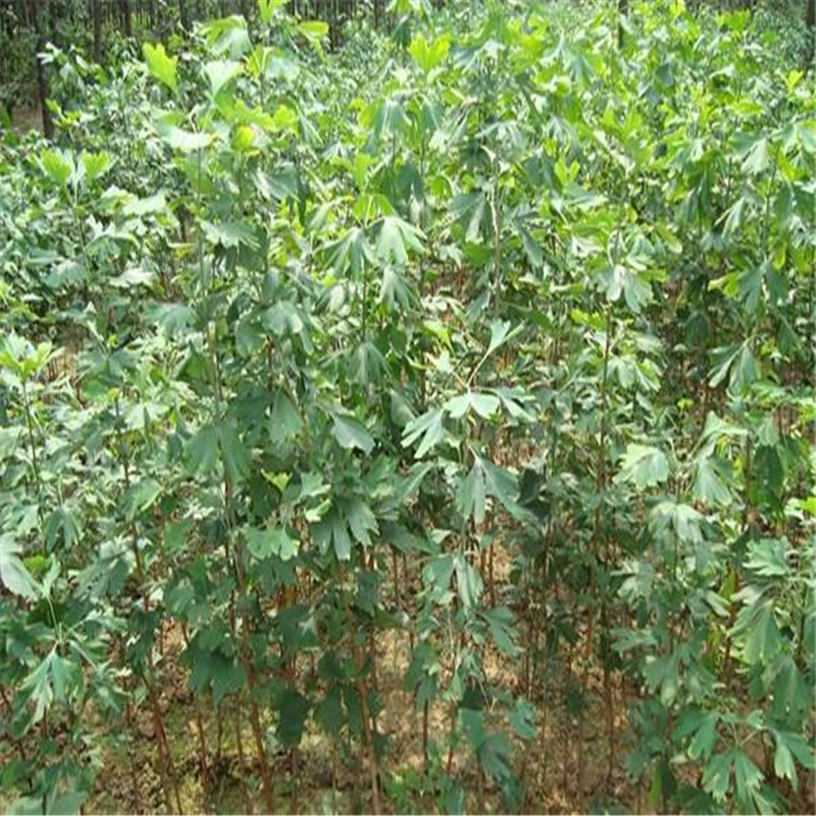 Саженцы гинкго и гинкго живые саженцы двор охватывает площадь зеленых саженцев уличных деревьев Golden Leaf гинкго саженцы посажены на севере и юге