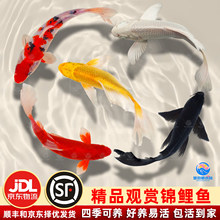 顺丰锦鲤鱼苗观赏鱼活体大型冷水纯种红白草金鱼活鱼淡水好养耐活
