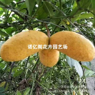 八月瓜树苗八月炸野果水果苗牛卵坨中华肾果八月瓜苗阳台庭院栽种