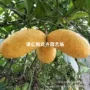 中华庭院八月瓜八月炸水果苗