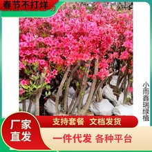 双季映山红树苗当年开花毛杜鹃花南方北方种植映山红苗四季开花