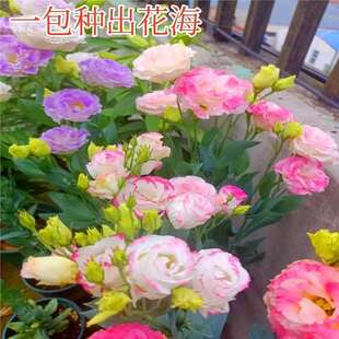 ��ɫ�ذ���۹����N���҃����̨�׻�����Ի��N���ļ��ɷN