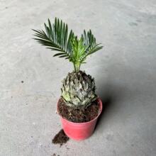 【基地直批】70#迷你铁树 桌面好养观叶组盆小盆栽