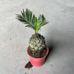 【基地直批】70#迷你铁树 桌面好养观叶组盆小盆栽