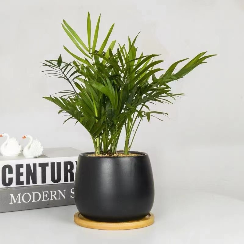 Árbol de la fortuna Planta de interior en maceta Sala de estar Planta verde resistente a la sombra Oficina Flores de escritorio Evergreen Evergreen Evergreen Evergreen Evergreen