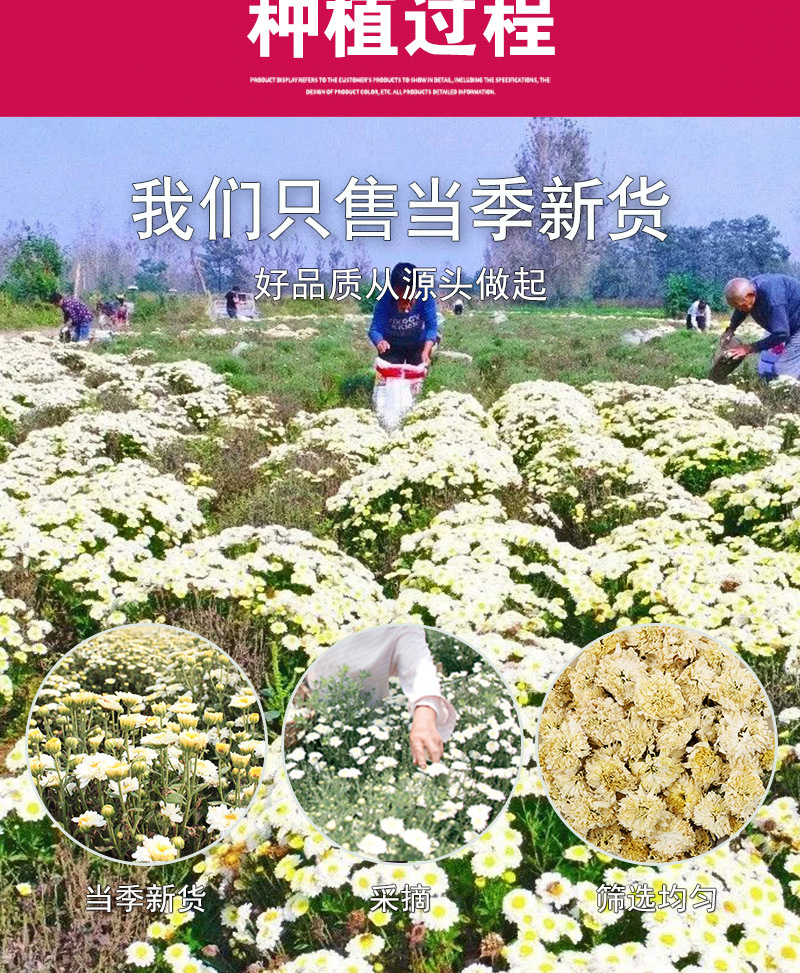 Huangshan Gong Ju (Chrysanthemum morifolium) — Dried White Chrysanthemum Flower Tea, 500g Bulk in use
