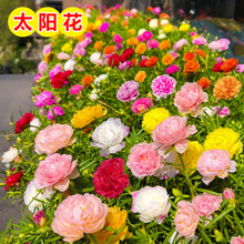 ̫ꖻNӻɫذ̫ꖻN׻̨҃ͥԺ@ļN