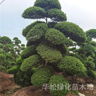 Small-Leaf Ligustrum Modeling Tree Wholesale Courtyard Planting Ornamental Modeling Plants All Year Round Evergreen Landscaping Ligustrum Seedlings