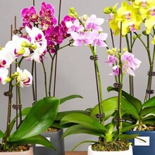 �����m���Ԏ����������������m������͏d�҃�ֲ�ﻨ���ļ����B��