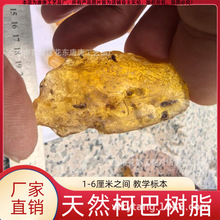仿琥珀 含昆虫柯巴树脂 3-6厘米柯巴脂 现货1厘米左右化石标本