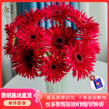 【拉丝弗朗20支】昆明鲜花批发 插花植物弗朗鲜切花 呈贡基地直供