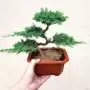 办公造型耐寒盆栽盆景