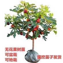 �o�������������Ե��d����Y�������ϱ����Nֲ�����t�ğo������