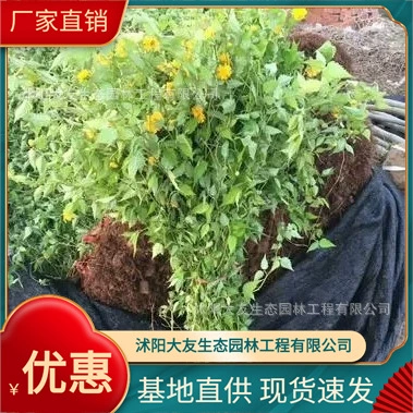 Базовая оптовая продажа Самодельные и самопродаваемые сорта рассады Di Tang Полная живописная местность Ландшафтная инженерия Зеленая рассада