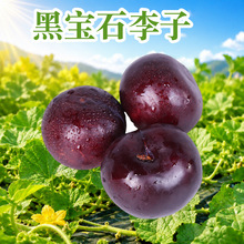 河南西峡黑宝石李子 一件代发2/3/5斤黑宝石李子礼盒彩箱新鲜水果
