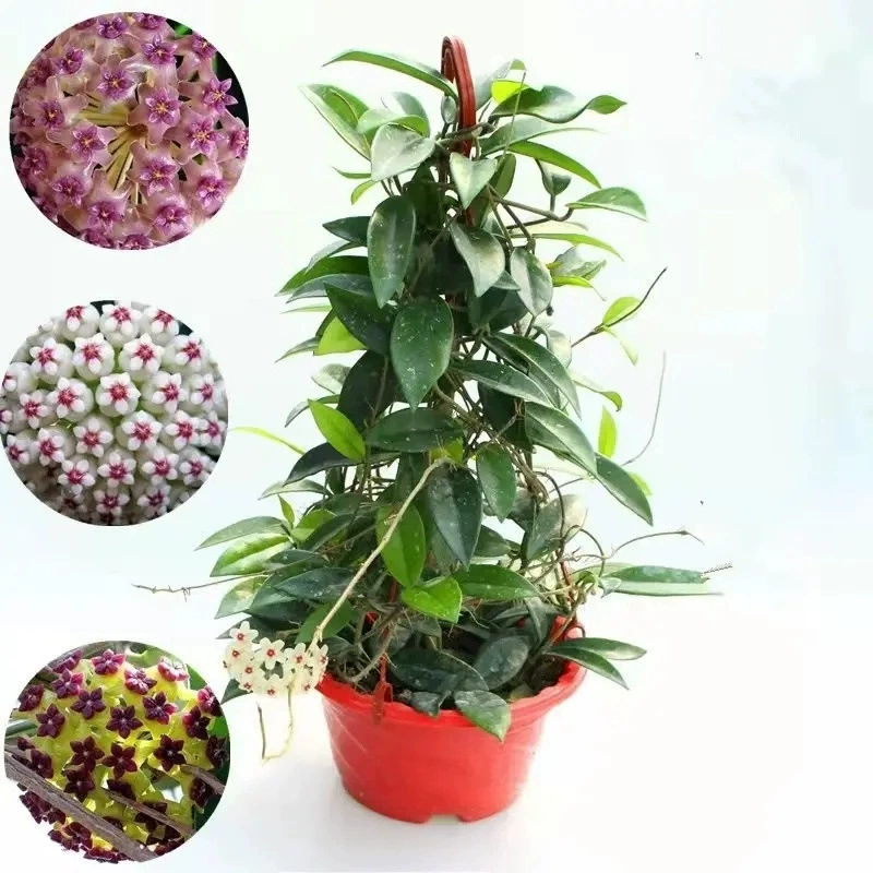 Фаленопсис в горшке, большие рассады, висячие ландыши с цветами, цветущие в любое время года, комнатные вьющиеся зеленые растения, висячие орхидеи, суккуленты