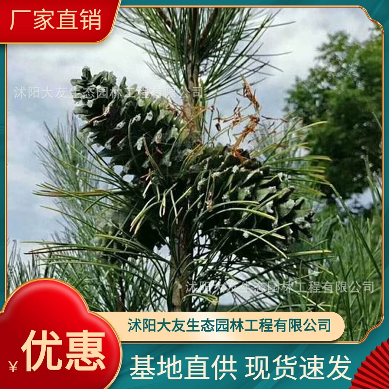 Базовые оптом саженцы красной сосны собственного производства Живописный пейзаж дорога сад инженерные Зеленые саженцы