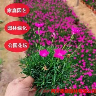�Wʯ����ʯ�����ʯ���ļ��_���ͺ��ͺ�����������ͥԺ�G�����G