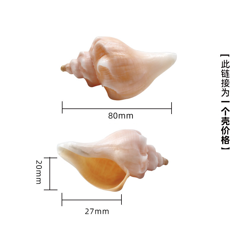 4-5cm 게에 적합한 x41 흰색 달팽이 껍질