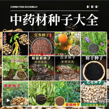 中草药种子 板蓝根 人参党参当归金银花枸杞五味子四季播绿色天然