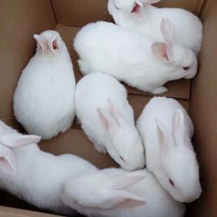 ���ӻ��w������С���ñ����r��������С���ӻ��������ü��B��ֳ��