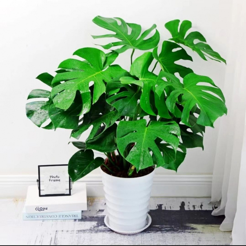 Monstera Deliciosa Soil-Cultured Large-Leaf Open-Back Potted Indoor Living Room Green Plant Hydroponic Evergreen Flower to Purify the Air