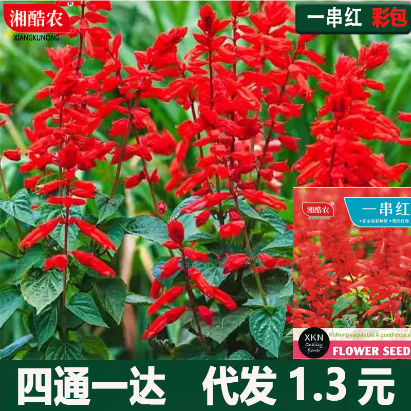 正宗矮生一串红种子四季开花矮串红高串红种籽易种活各种花卉种子