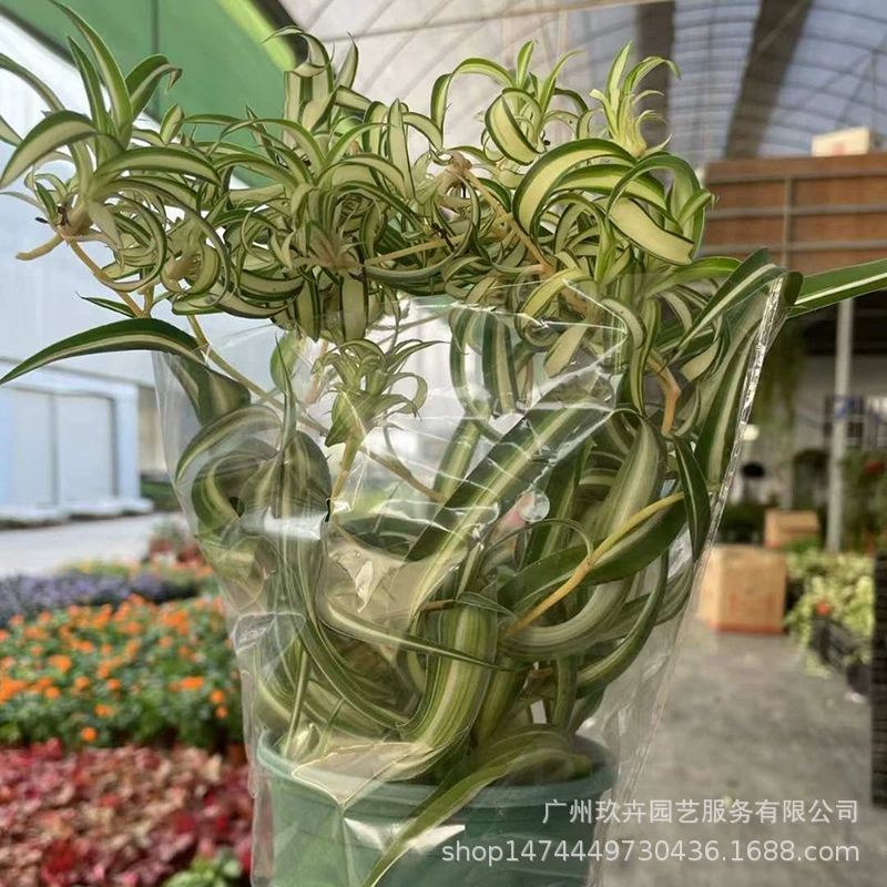 Хлорид свернутых листьев Крытый просмотр листьев Настольный горшечный мини-Прокат Свежий интернет-знаменитость INS Феникс Зеленое растение