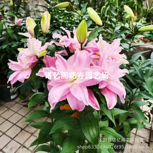 ��ˮ�ٺϷN��ѿ�ͺ��ļ������҃����̨���ܾGֲ�N�ӝ����ͻ���