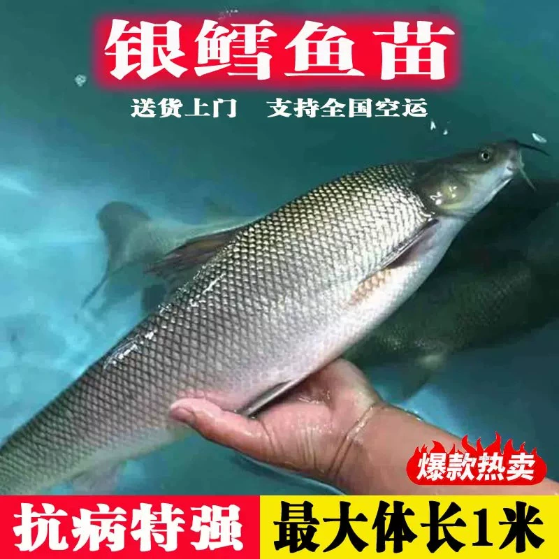 Freshwater cod, giant scale barbel fry, cold-resistant and oxygen-resistant large fish, simple and easy to raise, straight from the fishery to your home