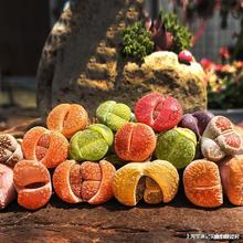 ��ʯ�� PP ƨ�ɻ�ë�h���L⏟��ݿտ���O�� ���F ʯ���������l