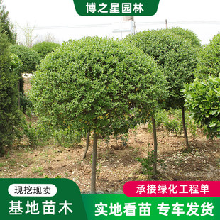Tall-Leafed Ligustrum Tree Lollipop Single-Stem Ligustrum Evergreen Plant Courtyard Community Landscape Green Tree Saplings