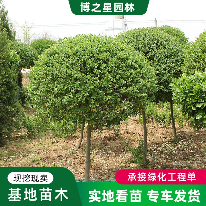 Высокий стебель мелколистный Ligustrum lucidum Леденец Один стебель Ligustrum lucidum Четыре сезона Вечнозеленые растения Двор Сообщество Пейзаж Зеленые растения Саженцы