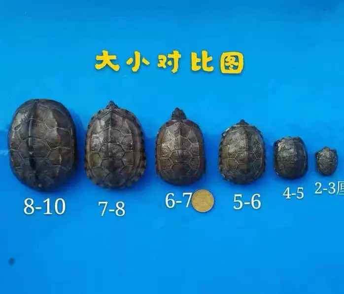 3- 16cm больших и маленьких травяных черепах, живые черепахи с золотой линией, черепахи из внешнего пруда, чернильные черепахи с черным животом, черепахи-питомцы, китайские черепахи.