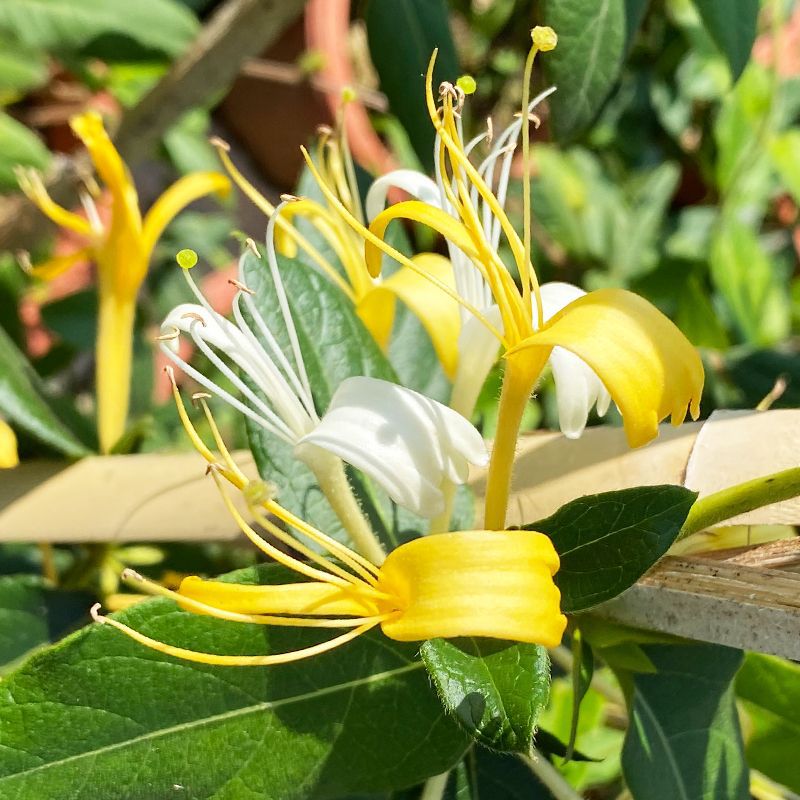 金银花盆栽食用树苗耐寒四季老桩阳台庭院室外爬藤植物